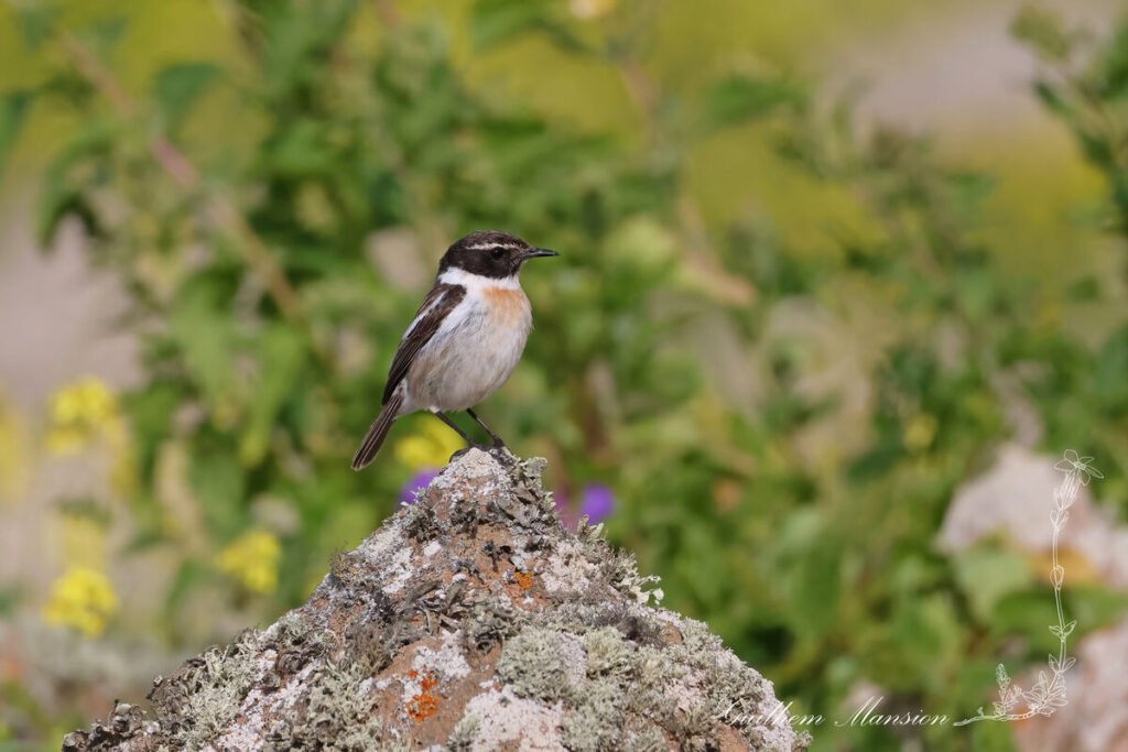 Saxicola dacotiae - Tarier des Canaries [Muscicapidae]