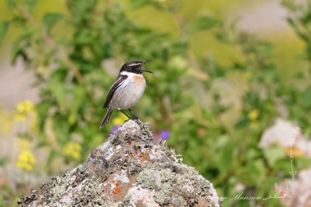 Saxicola dacotiae - Tarier des Canaries [Muscicapidae]