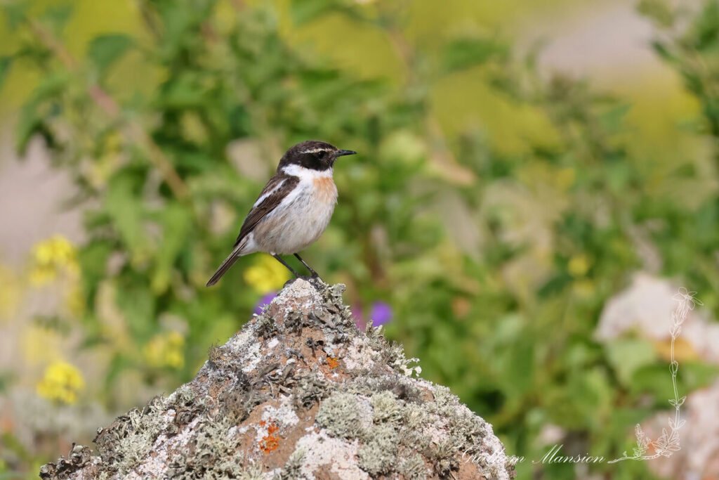 Saxicola dacotiae - Tarier des Canaries [Muscicapidae]