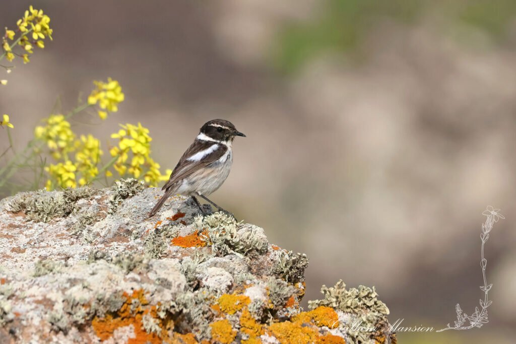 Saxicola dacotiae - Tarier des Canaries [Muscicapidae]