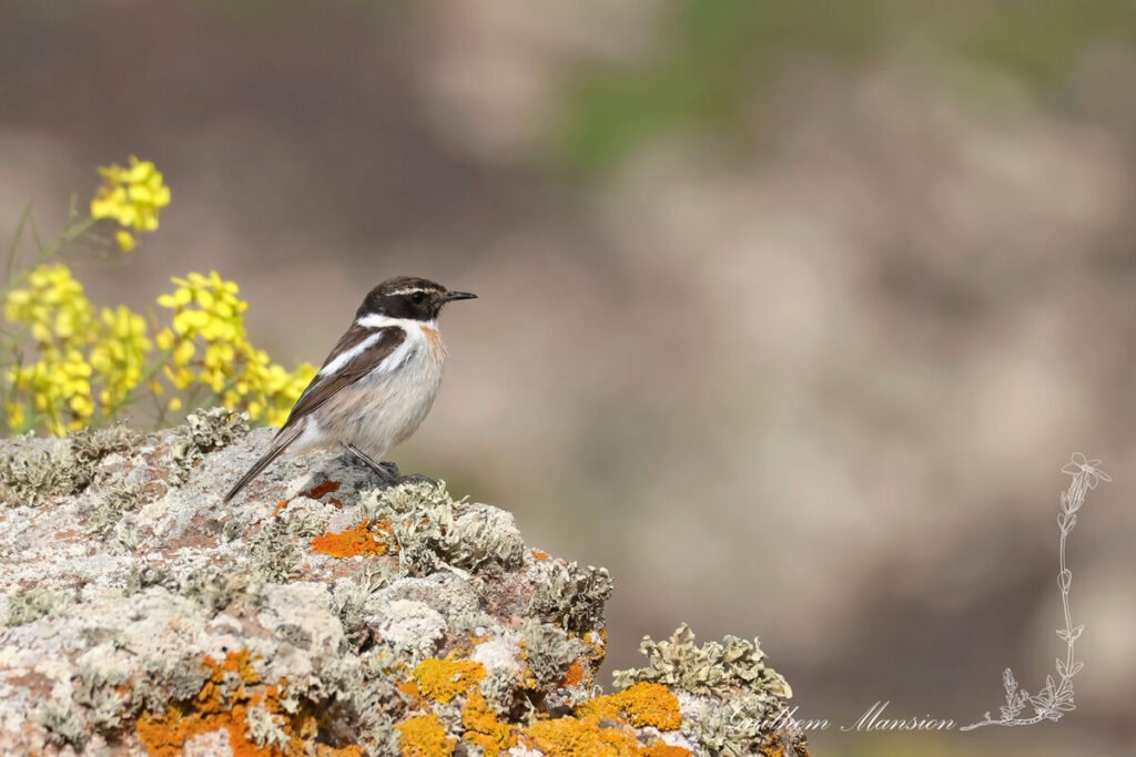 Saxicola dacotiae - Tarier des Canaries [Muscicapidae]