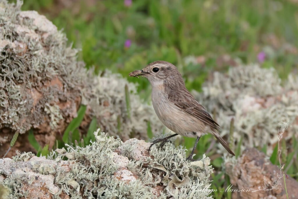 Saxicola dacotiae - Tarier des Canaries [Muscicapidae]