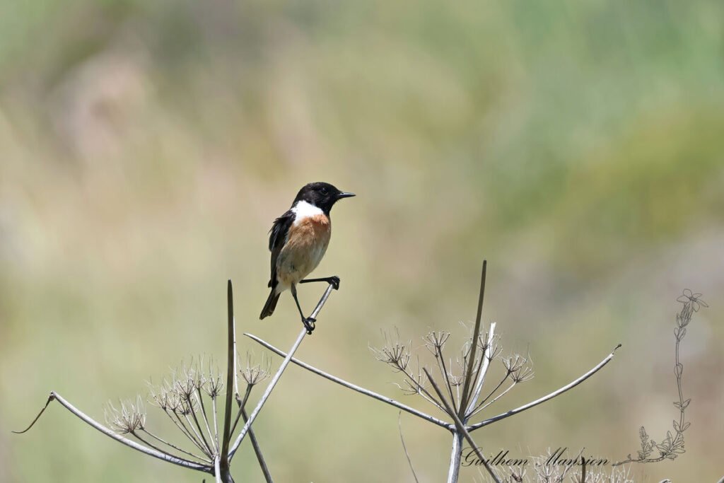 Saxicola rubicola - Tarier patre [Muscicapidae]