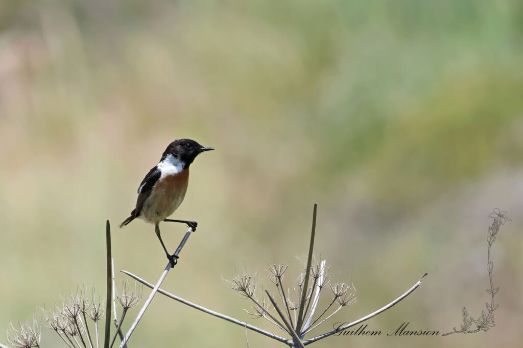 Saxicola rubicola - Tarier patre [Muscicapidae]