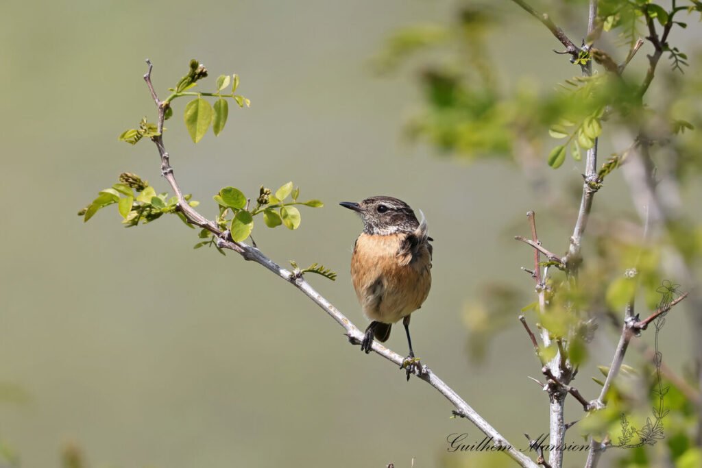 Saxicola rubicola - Tarier patre [Muscicapidae]