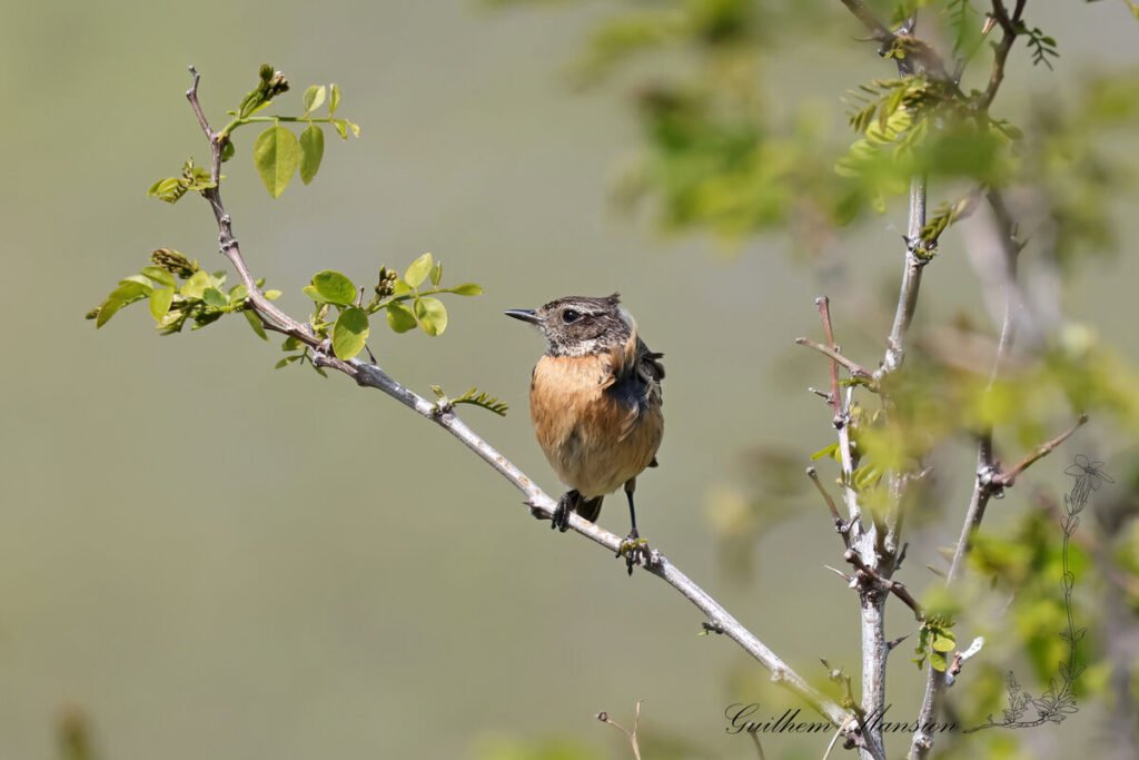 Saxicola rubicola - Tarier patre [Muscicapidae]