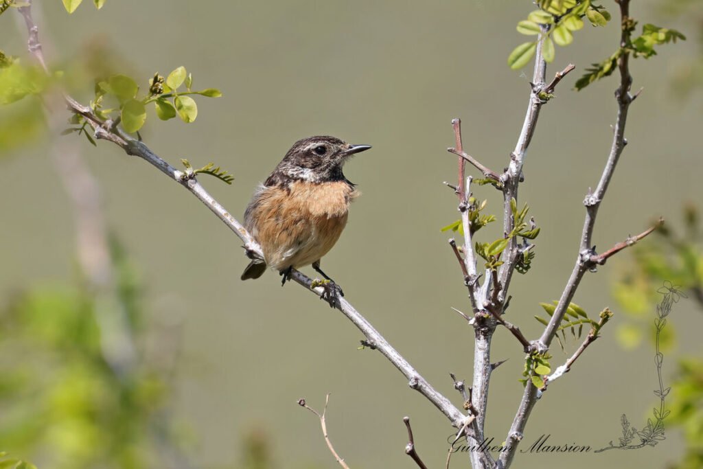 Saxicola rubicola - Tarier patre [Muscicapidae]