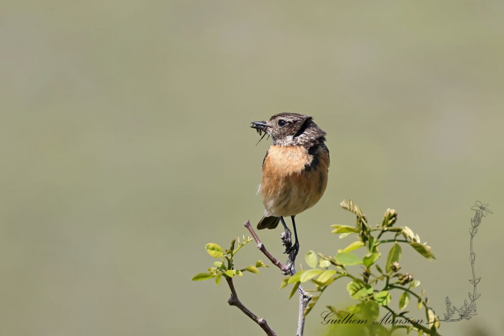 Saxicola rubicola - Tarier patre [Muscicapidae]