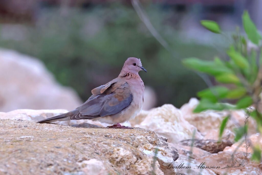 Spilopelia senegalensis - Tourterelle maillée [Columbidae]