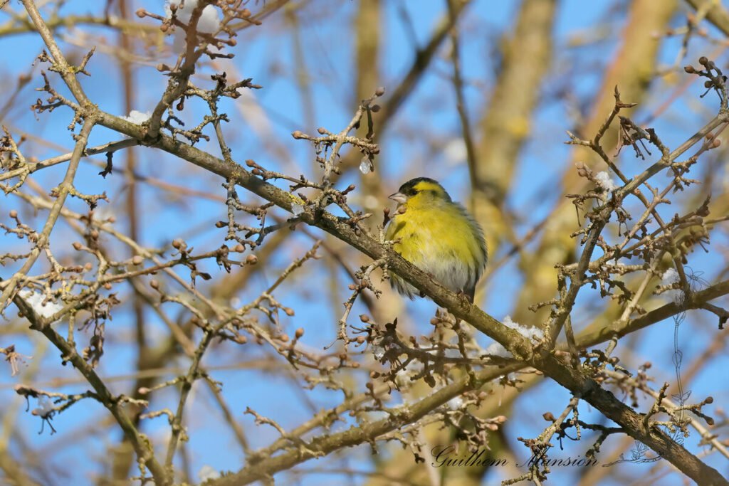 Spinus spinus - Tarin des aulnes [Fringillidae]