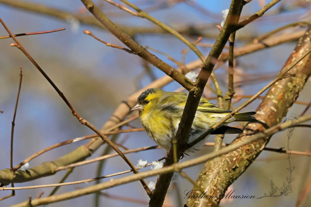 Spinus spinus - Tarin des aulnes [Fringillidae]