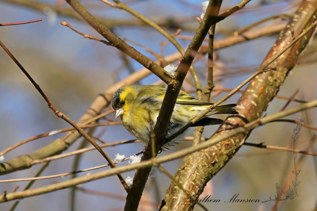 Spinus spinus - Tarin des aulnes [Fringillidae]