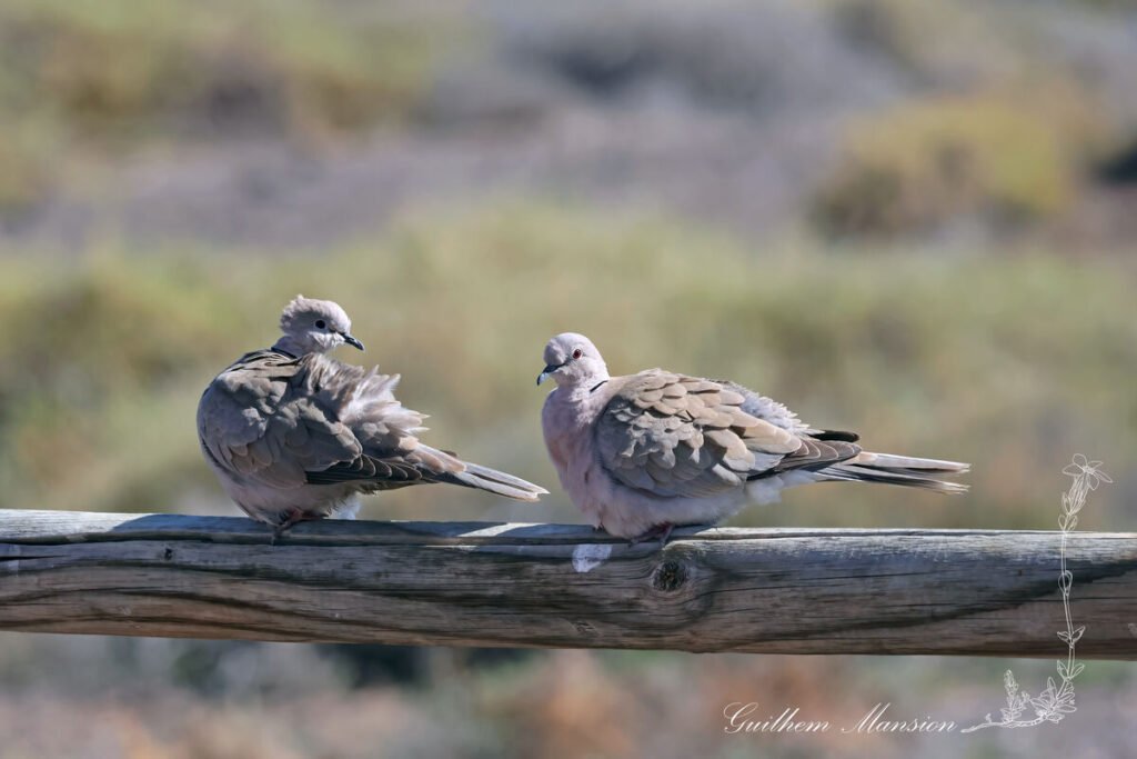 Streptopelia decaocto - Tourterelle turque [Columbidae]