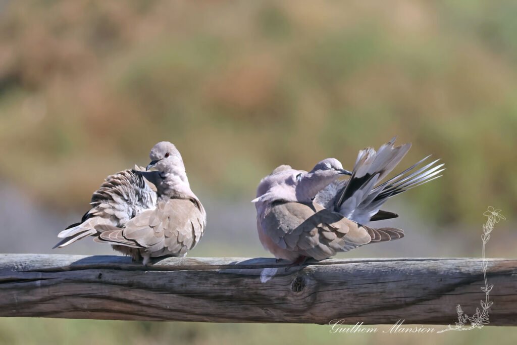 Streptopelia decaocto - Tourterelle turque [Columbidae]