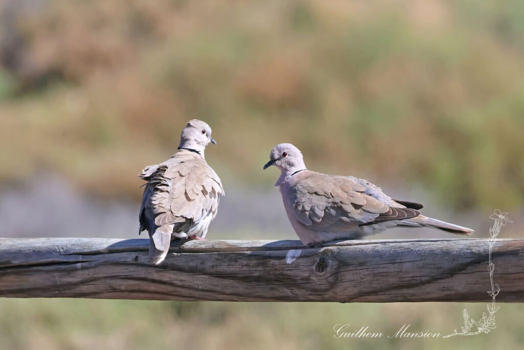 Streptopelia decaocto - Tourterelle turque [Columbidae]
