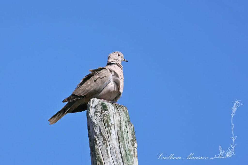 Streptopelia decaocto - Tourterelle turque [Columbidae]