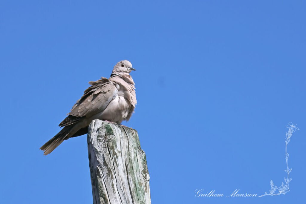 Streptopelia decaocto - Tourterelle turque [Columbidae]
