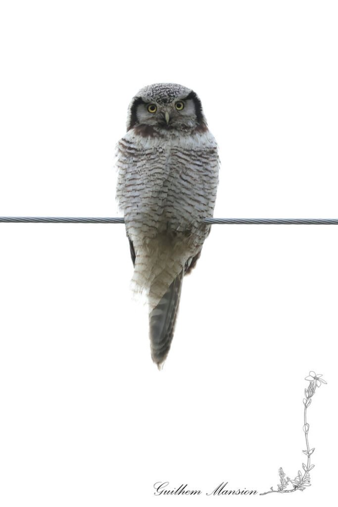Surnia ulula - Chouette épervière [Strigidae]