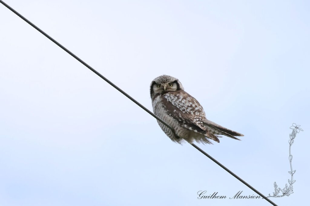 Surnia ulula - Chouette épervière [Strigidae]