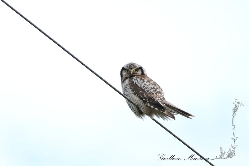 Surnia ulula - Chouette épervière [Strigidae]