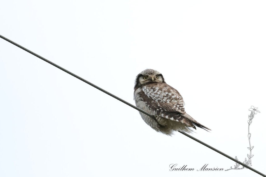 Surnia ulula - Chouette épervière [Strigidae]