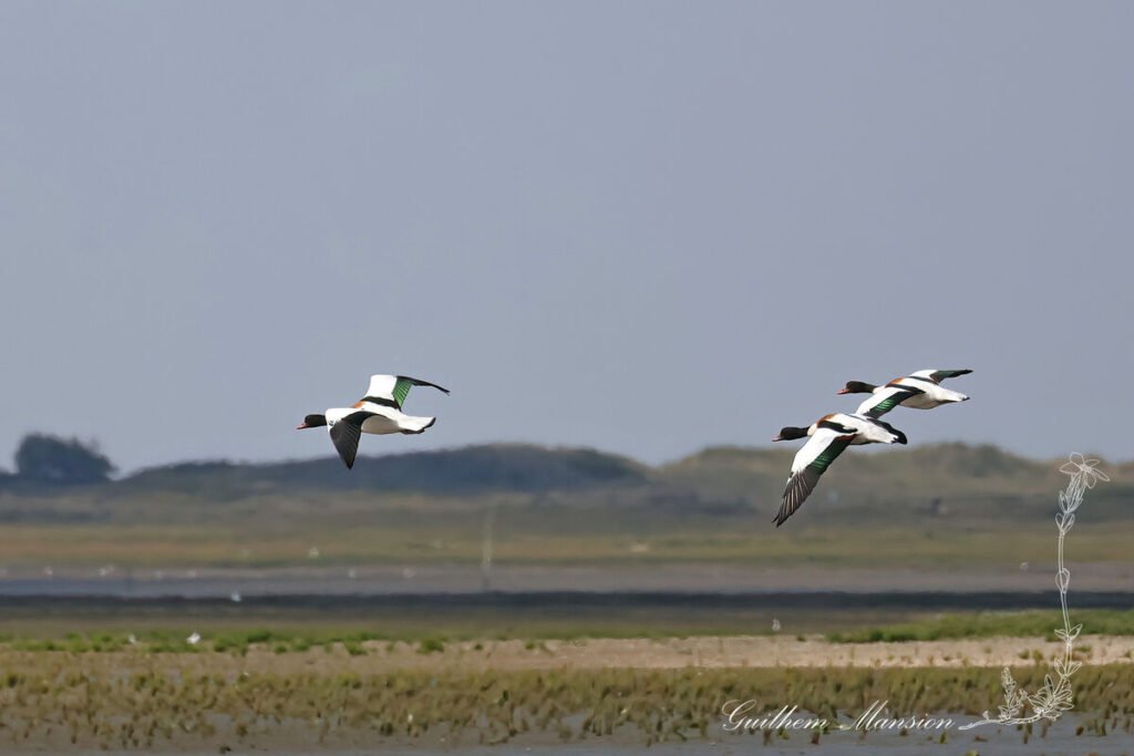Tadorna tadorna - Tadorne de Belon [Anatidae]