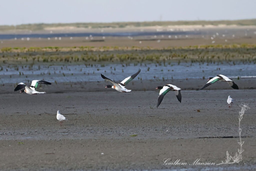 Tadorna tadorna - Tadorne de Belon [Anatidae]