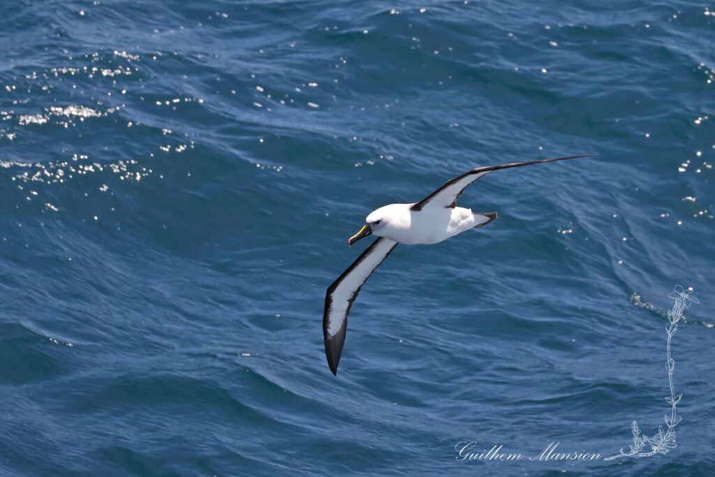 Thalassarche carteri - Albatros de Carter [Diomedeidae]
