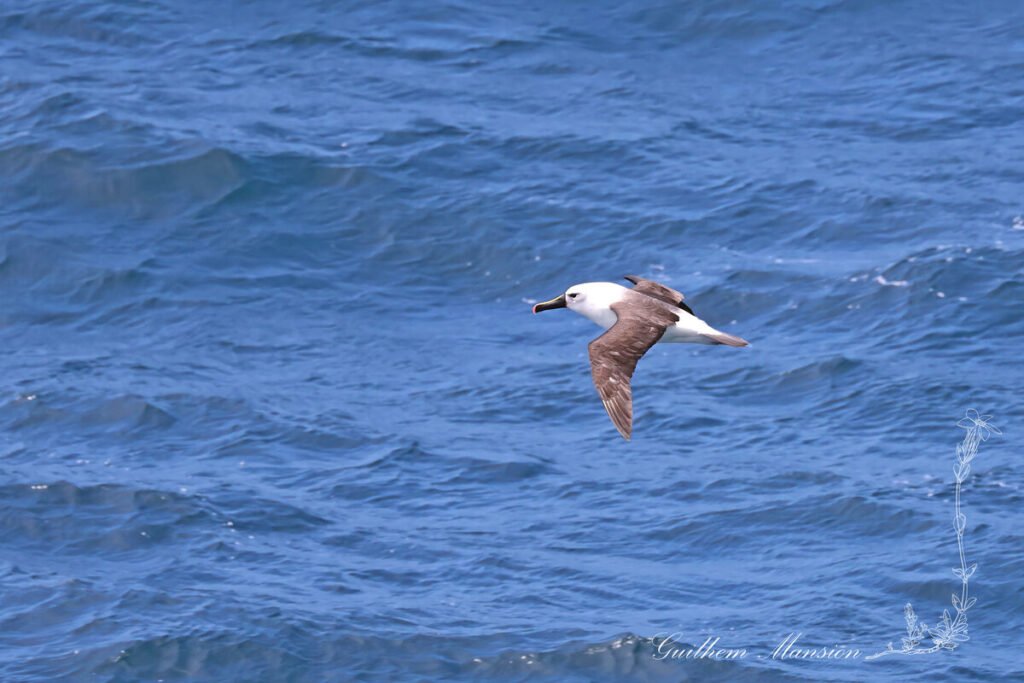 Thalassarche carteri - Albatros de Carter [Diomedeidae]