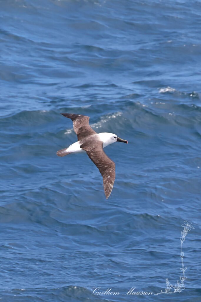 Thalassarche carteri - Albatros de Carter [Diomedeidae]