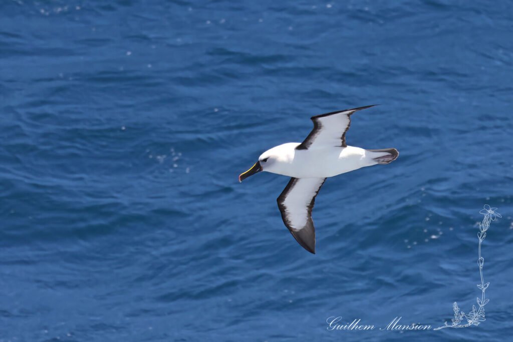 Thalassarche carteri - Albatros de Carter [Diomedeidae]