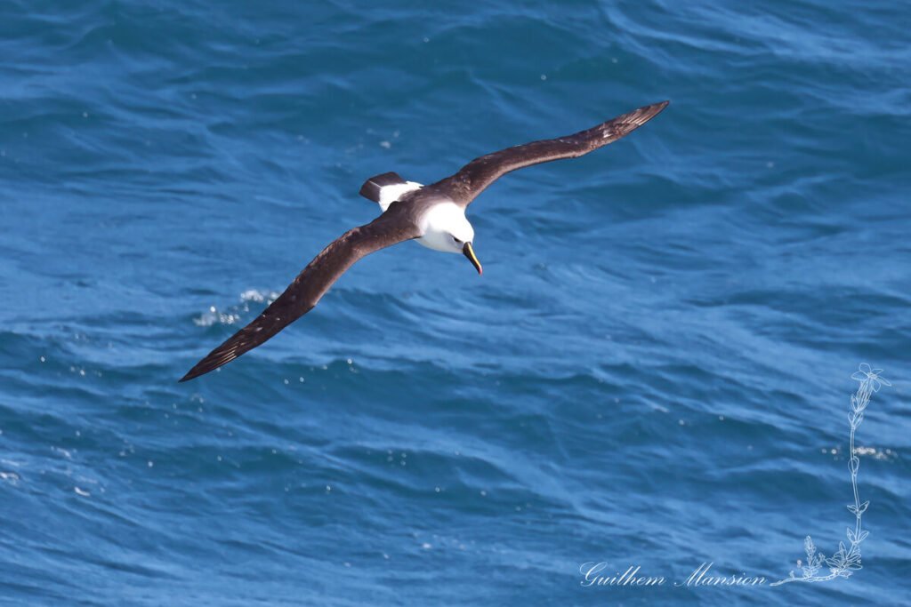 Thalassarche carteri - Albatros de Carter [Diomedeidae]