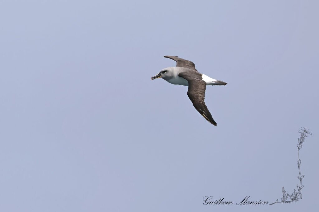 Thalassarche chrysostoma - Albatros à tête grise [Diomedeidae]