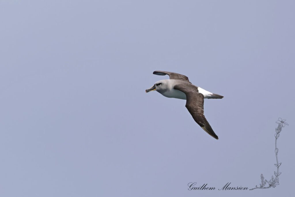 Thalassarche chrysostoma - Albatros à tête grise [Diomedeidae]