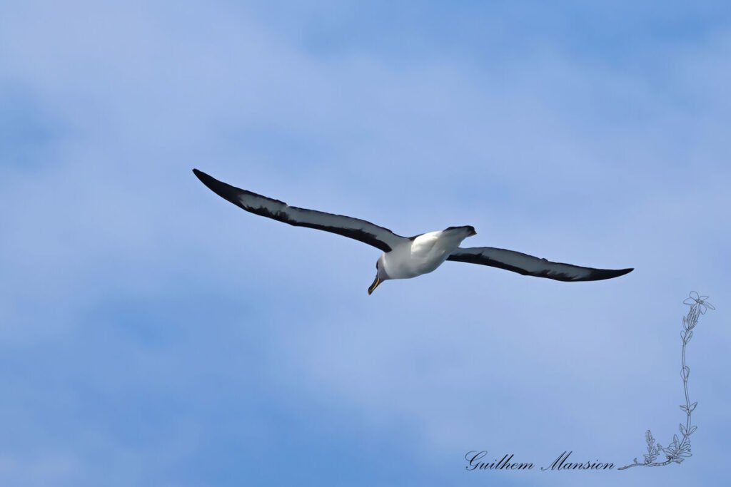 Thalassarche chrysostoma - Albatros à tête grise [Diomedeidae]