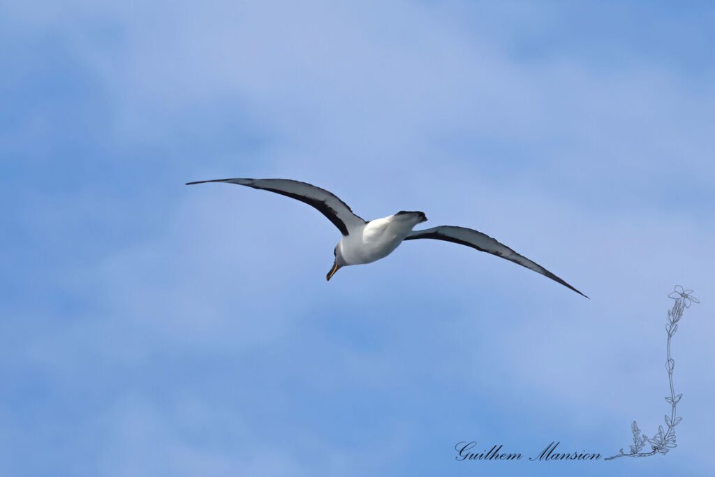 Thalassarche chrysostoma - Albatros à tête grise [Diomedeidae]