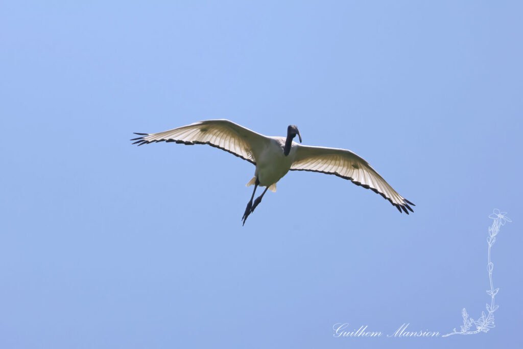 Threskiornis aethiopicus - Ibis sacré [Threskiornithidae]