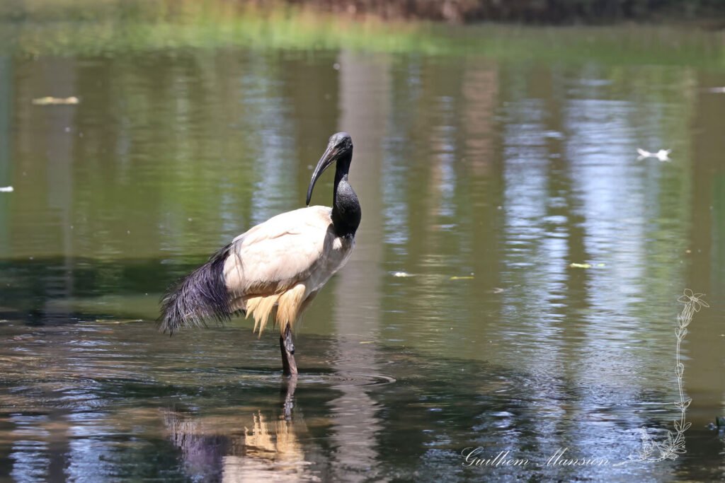 Threskiornis aethiopicus - Ibis sacré [Threskiornithidae]