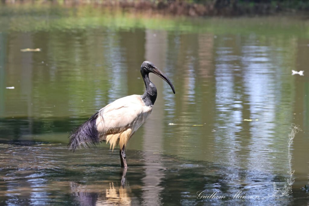 Threskiornis aethiopicus - Ibis sacré [Threskiornithidae]