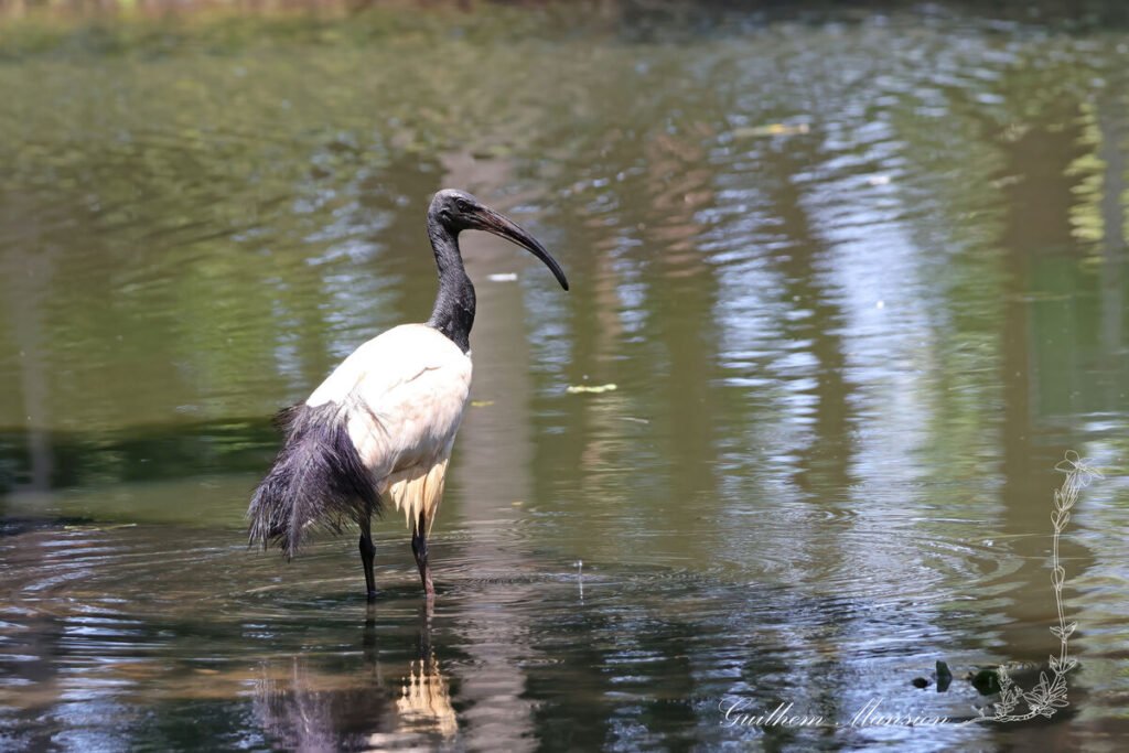 Threskiornis aethiopicus - Ibis sacré [Threskiornithidae]