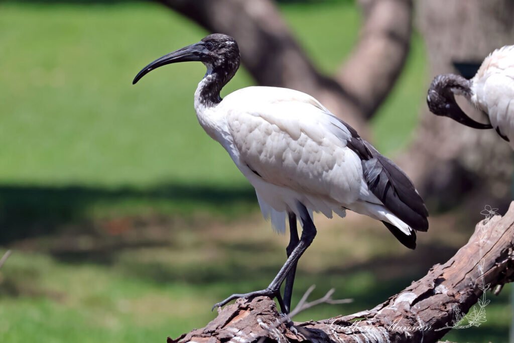 Threskiornis aethiopicus - Ibis sacré [Threskiornithidae]