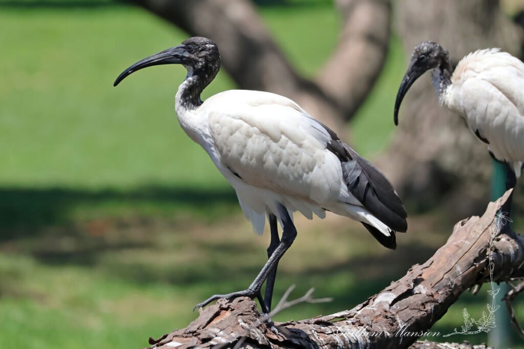 Threskiornis aethiopicus - Ibis sacré [Threskiornithidae]