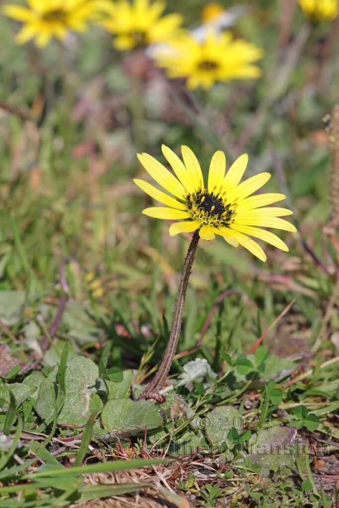 Arctotheca calendula