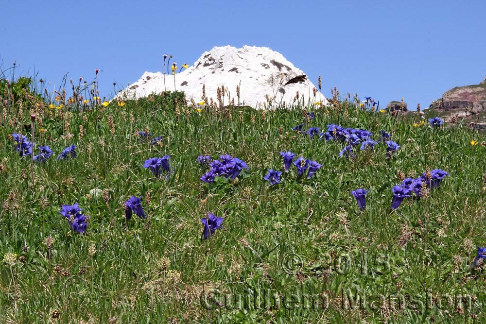 Gentiana acaulis