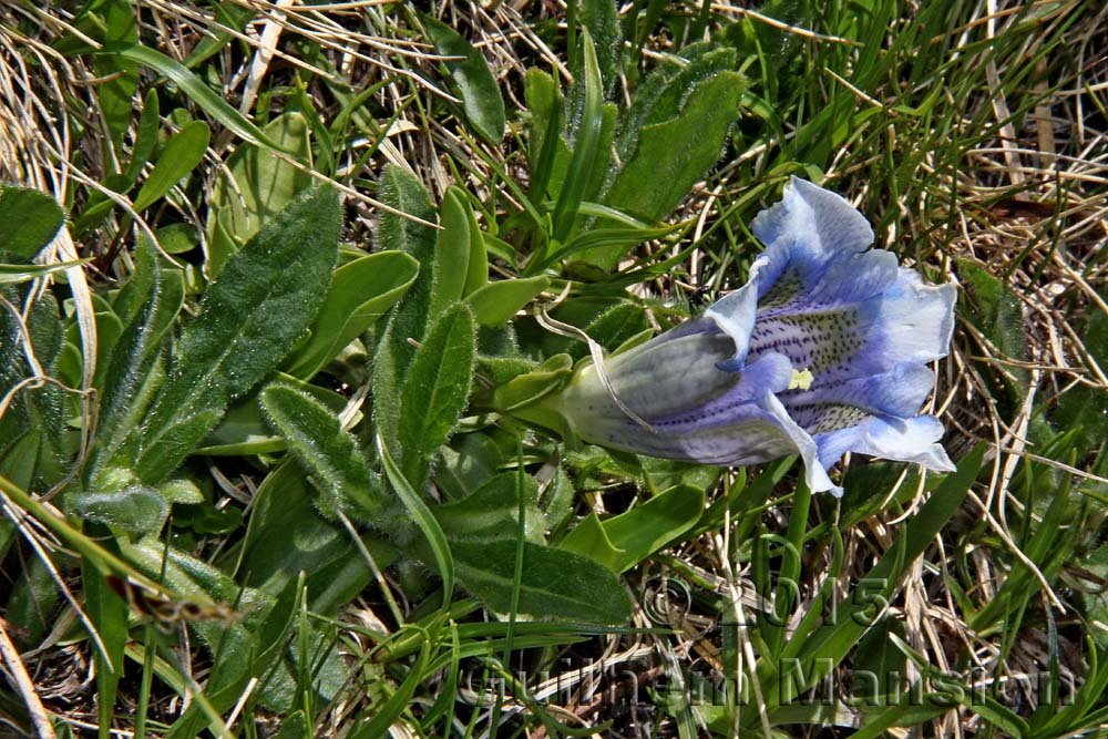 Gentiana acaulis
