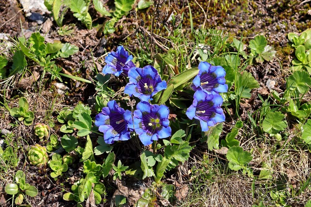 Gentiana acaulis