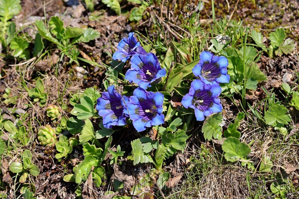 Gentiana acaulis