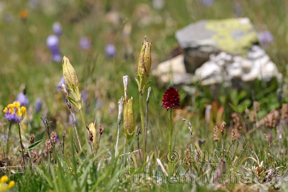 Gentiana acaulis