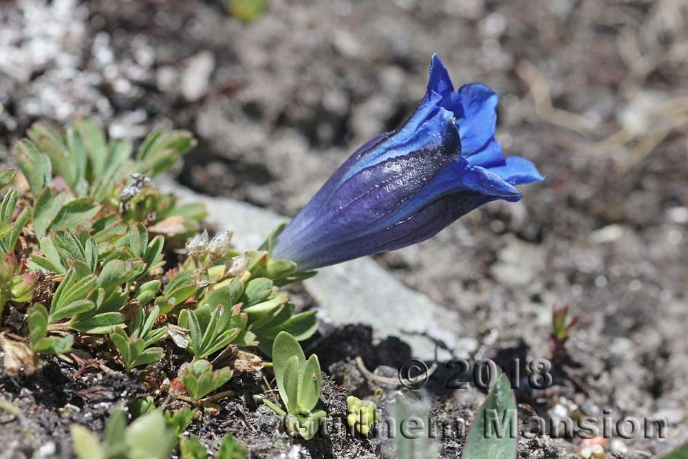 Gentiana alpina