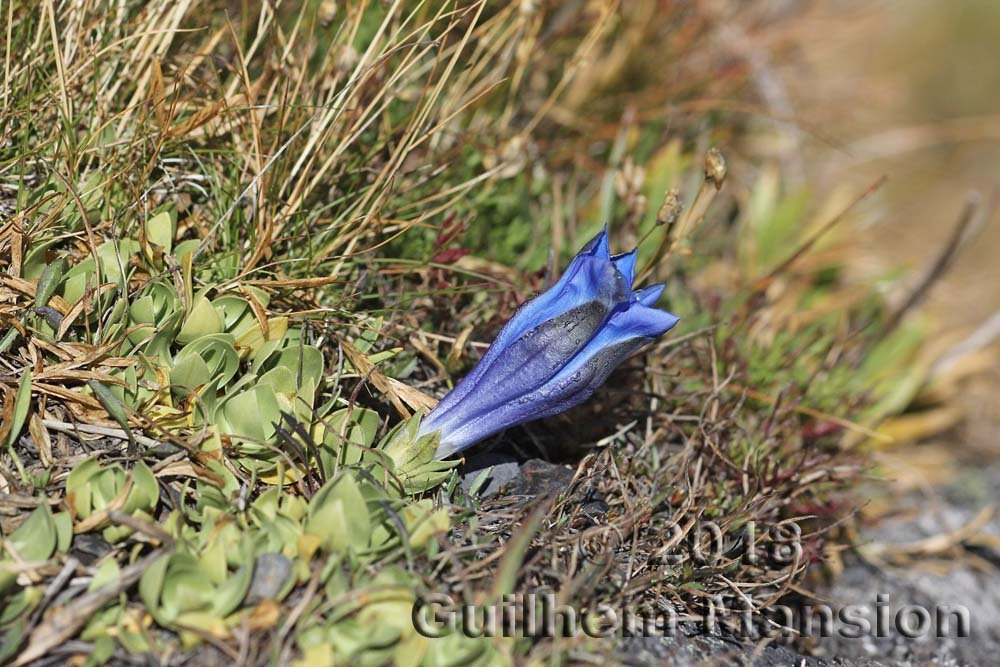 Gentiana alpina